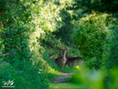 Roe - Sarna